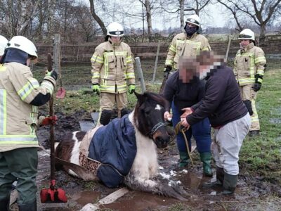 Pferd steckt im Schlamm fest