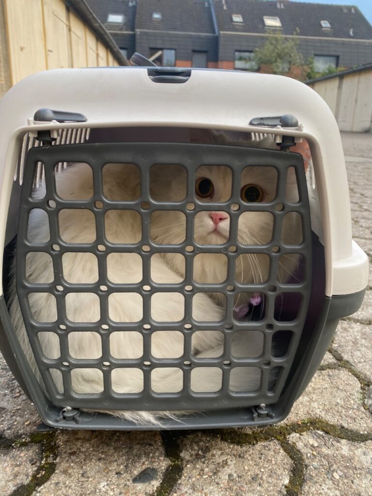 Weiße Katze sitzt seit Stunden im Baum 5 Feuerwehr Lehrte - 20250502 hto 102 3