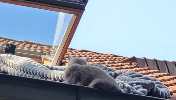 Kater Carlo auf dem Dach