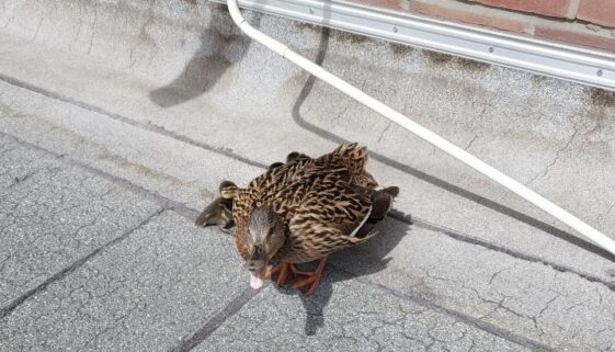 Die Entenmutter weigert sich lauthals die Dachterrasse zu verlassen
