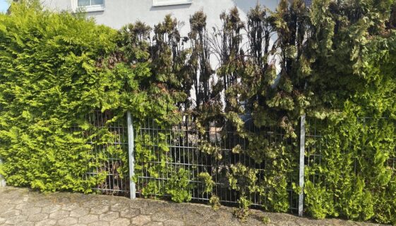20260608_b_lehrte_heckenbrand