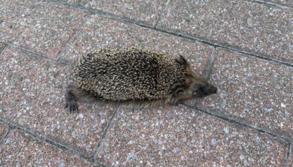 20260723_ht_lehrte_igel
